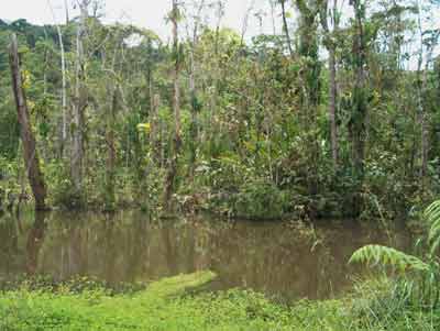 amazonian jungle ecuador