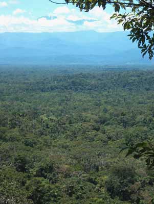trees amazonian jungle ecuador