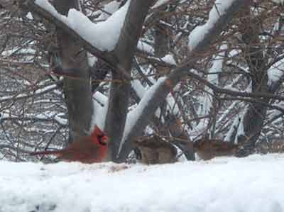 birds central park snow nyc