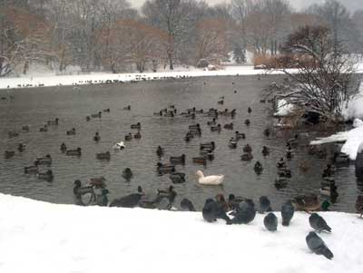 duck central park snow nyc