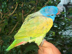 parrot ecuador