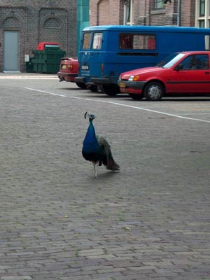 peacock