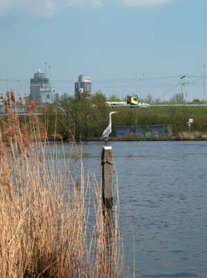 heron