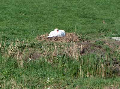 swan nesting