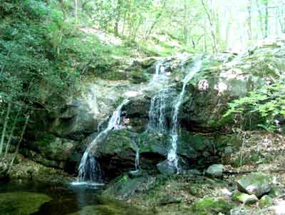 cevennes