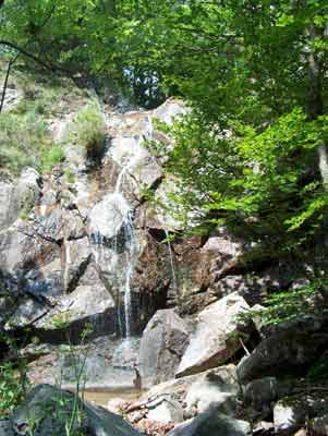cevennes