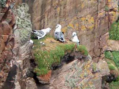 young seagulls