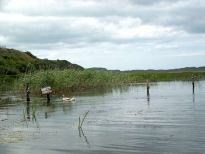 swans lake north donegal ireland