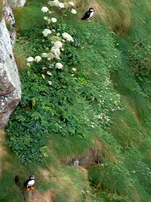 puffins