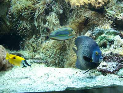 aquarium