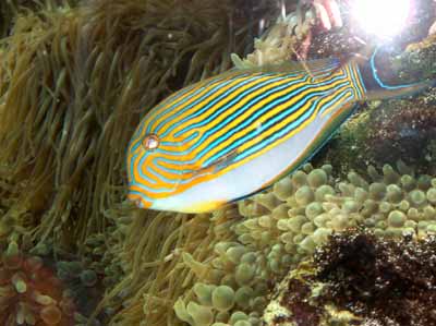 aquarium