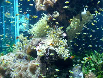 clown-fish