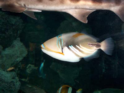 picasso-fish