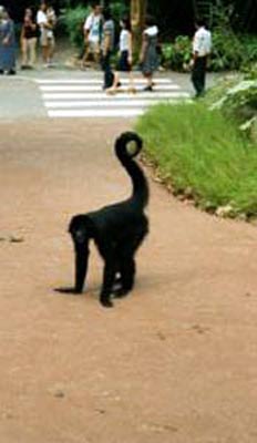 singapore zoo  monkey