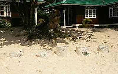 turtle nest perhentian island